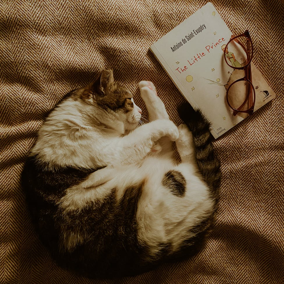 C&rsquo;est Lundi, que lisez-vous ?&nbsp;#4