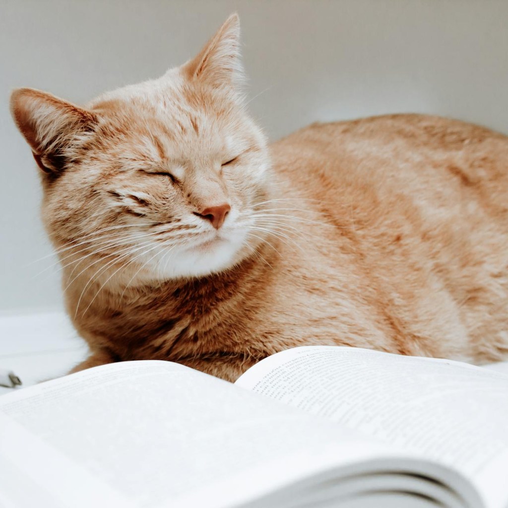 C&rsquo;est Lundi, que lisez-vous ?&nbsp;#8