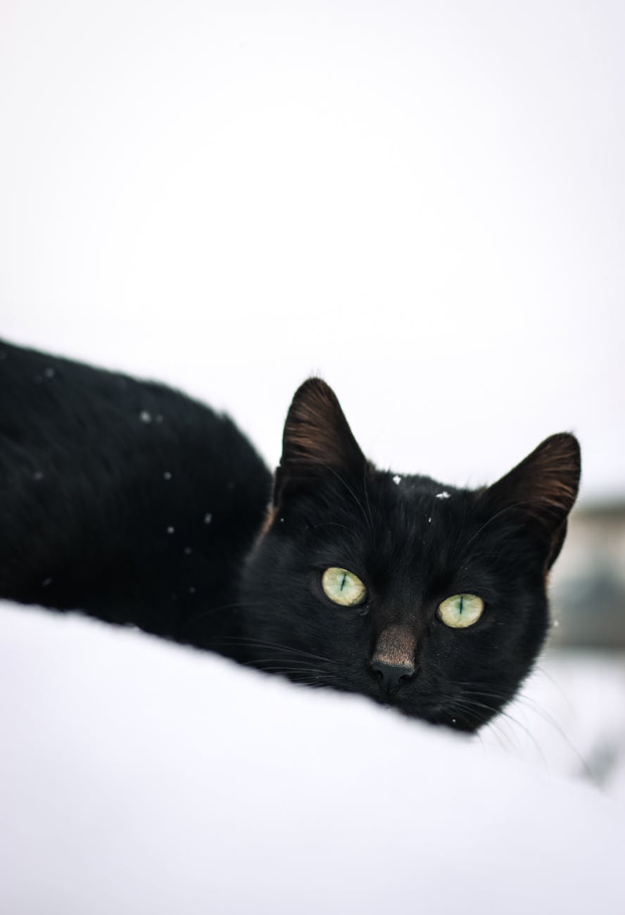 Mon hiver d’écriture : je vous révèle enfin mon&nbsp;projet